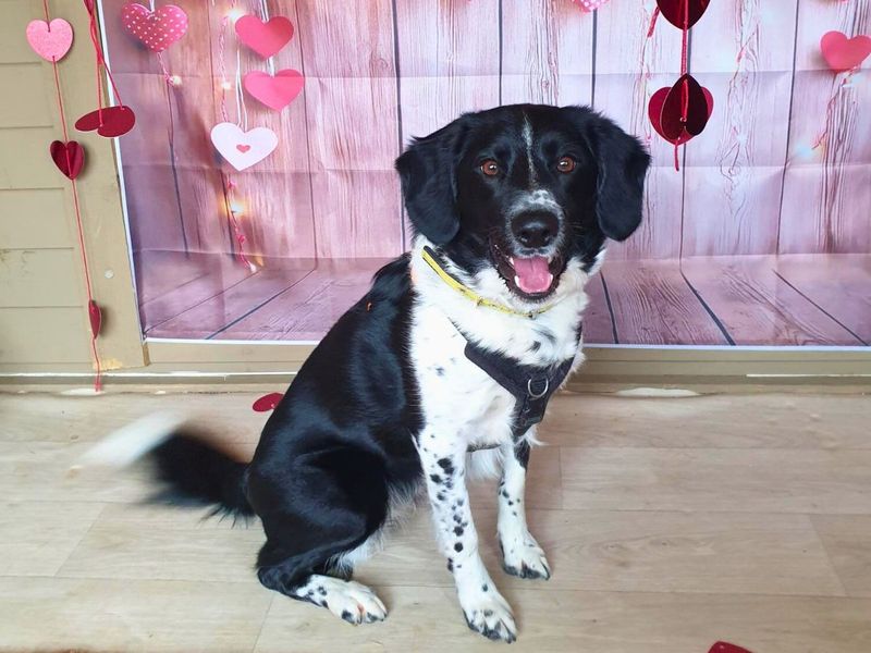 Harley | Spaniel (English Springer) Cross | Salisbury (Wiltshire) - 1