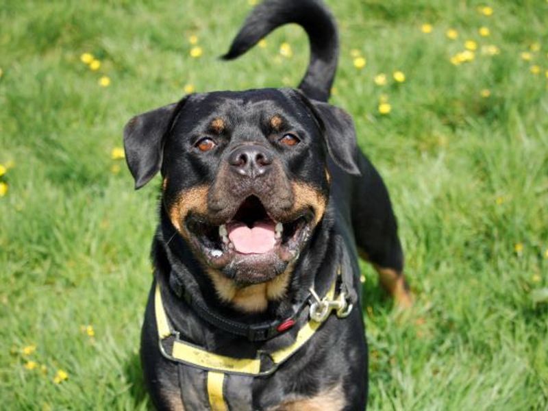 Adopt a Rottweiler Cross Rescue Dog | Ronald | Dogs Trust