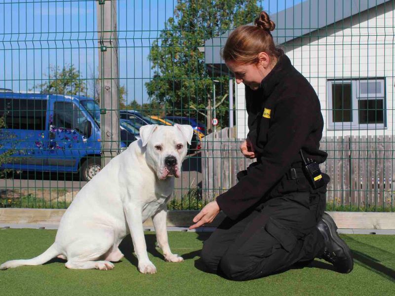 Rocco for sale in Evesham