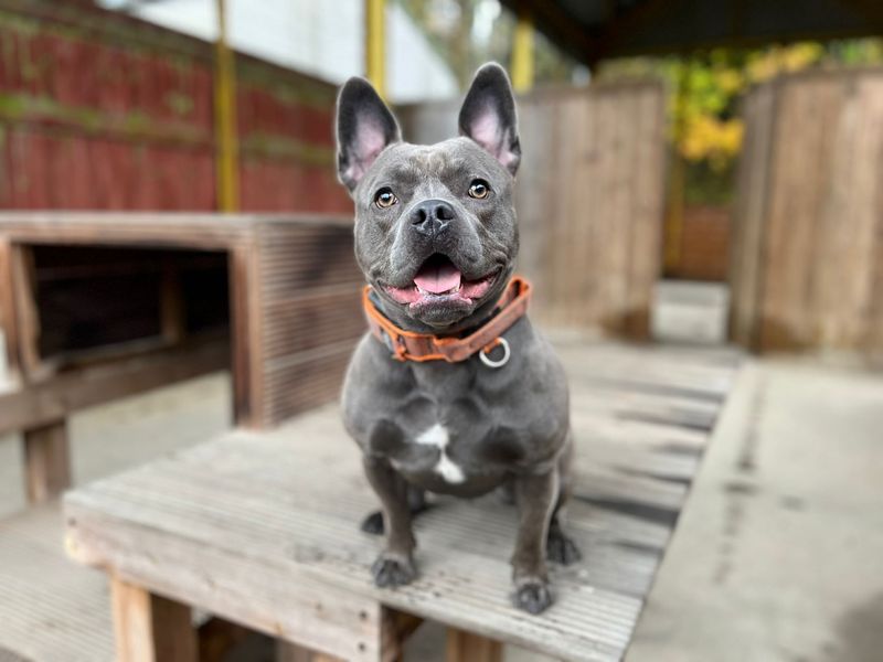 French bulldog sales cross staffy