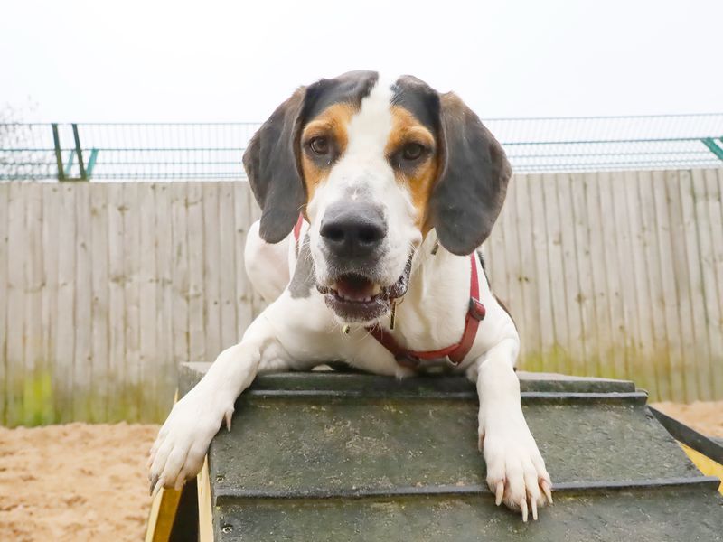 Foxhound rescue sales near me