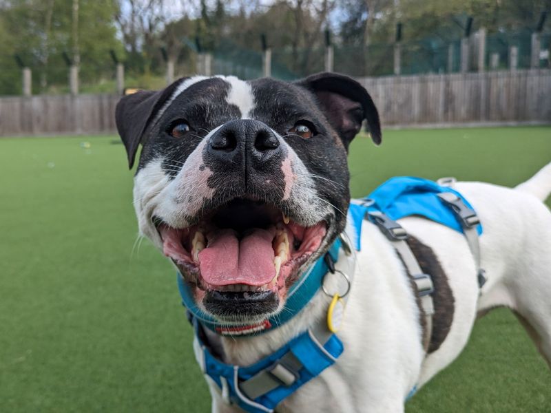 Rocky for sale in Glasgow, Scotland - Image 9