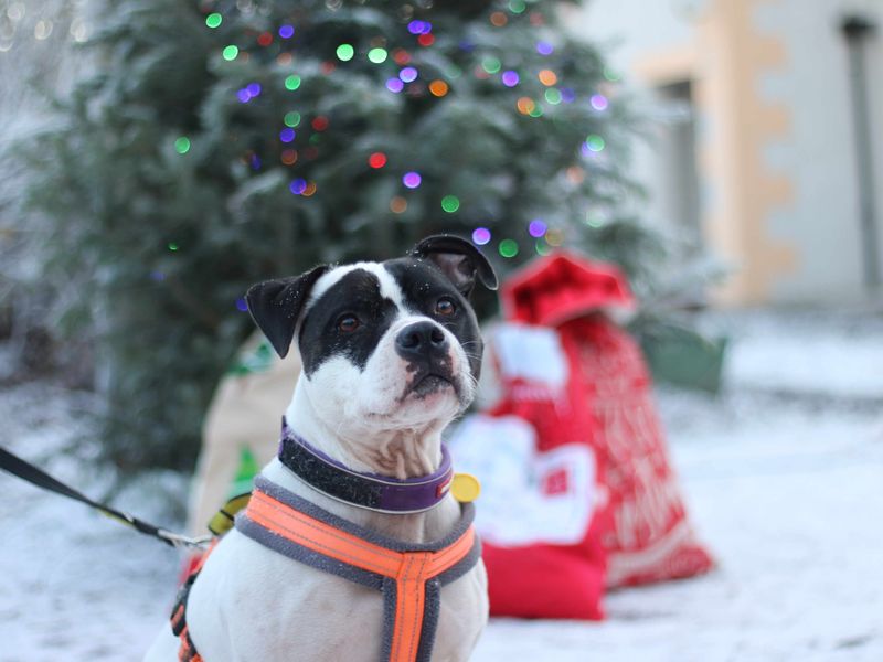 Rocky | Terrier (Staffordshire Bull) | Glasgow - 1