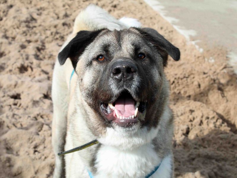 Adopt a Caucasian Shepherd Dog Cross Rescue Dog | Arnie | Dogs Trust