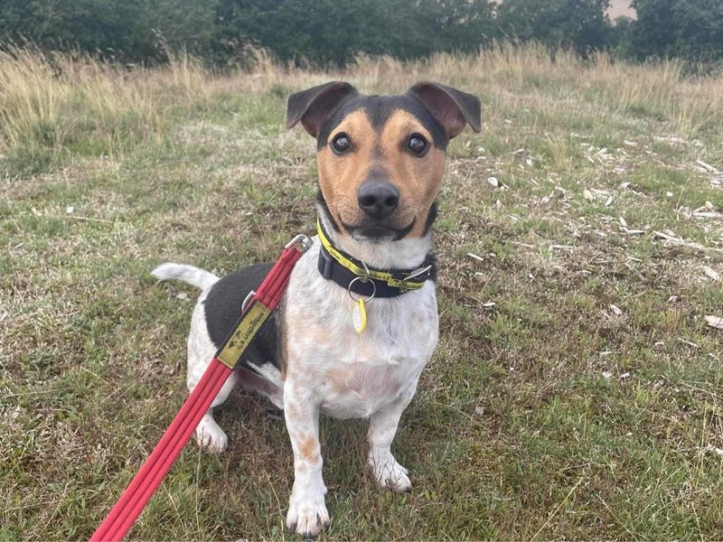 Jack Russell Puppies for sale in Telford