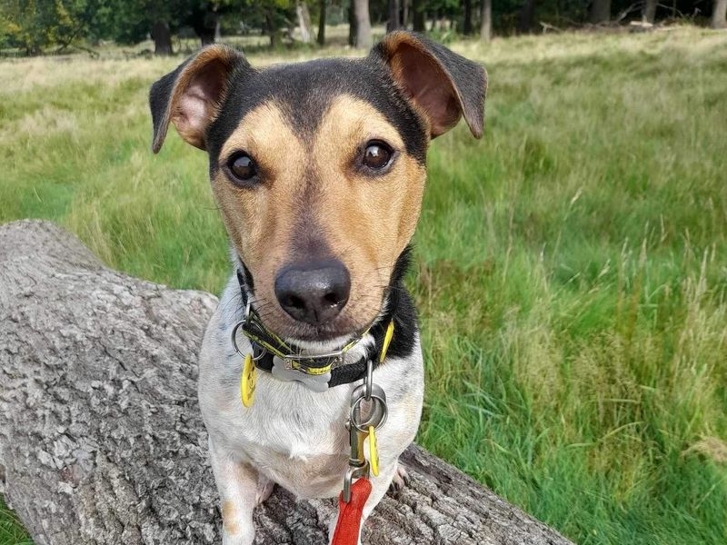 Jack Russells for sale in Telford