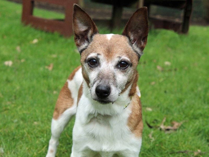 Jack Russell Puppies for sale in Merseyside