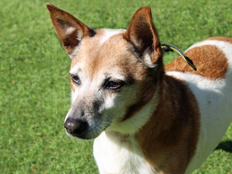 Jack Russell Puppies for sale in Liverpool