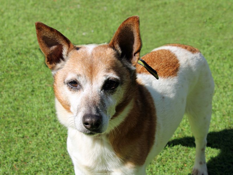 Jack Russells for sale in Liverpool