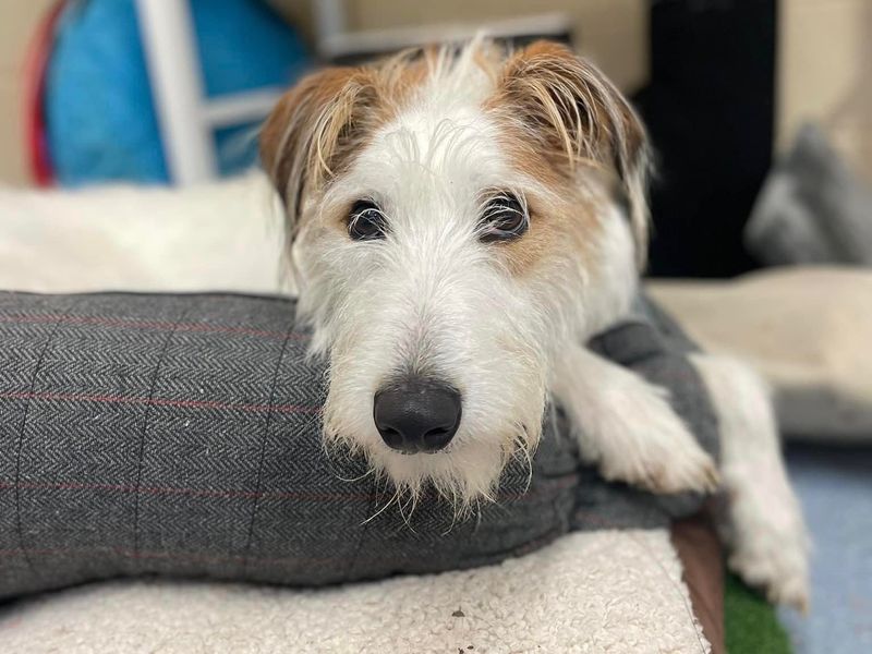 Long haired best sale lurcher rescue