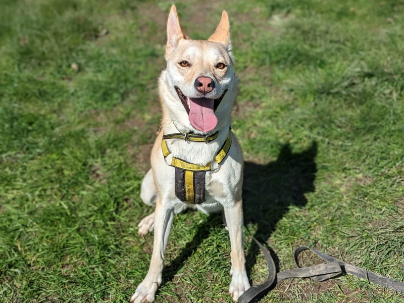 K9 Playtime Secure Dog Run, Glasgow