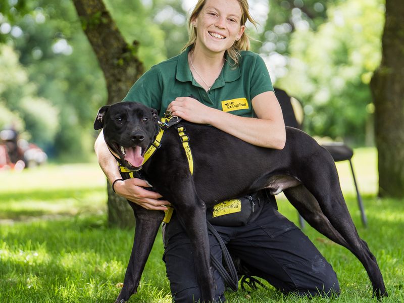 Adopt a Crossbreed Rescue Dog | Norman | Dogs Trust