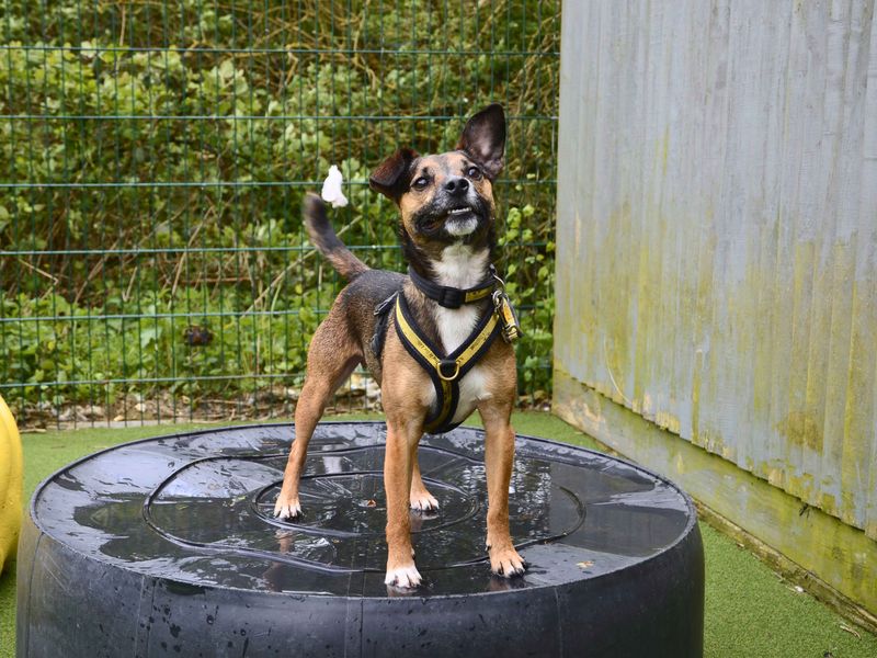 Scrappy | Terrier (Jack Russell) Cross | Shoreham (Sussex) - 1