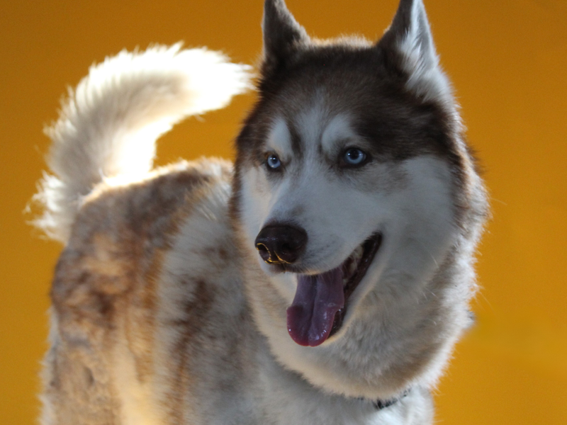 Siberian husky sales cross breeds