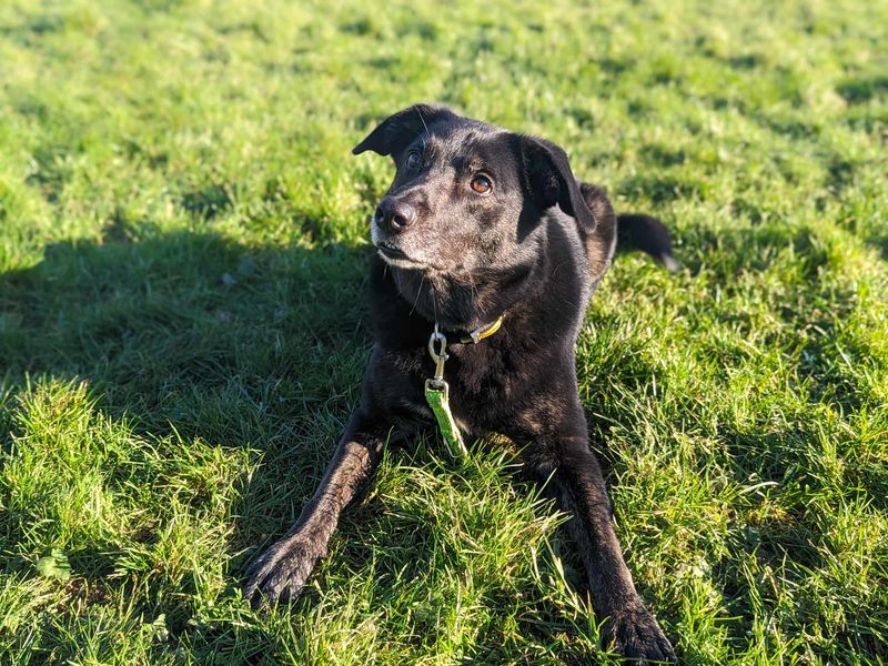 Opie | Collie (Border) Cross | Bridgend (Wales) - 1