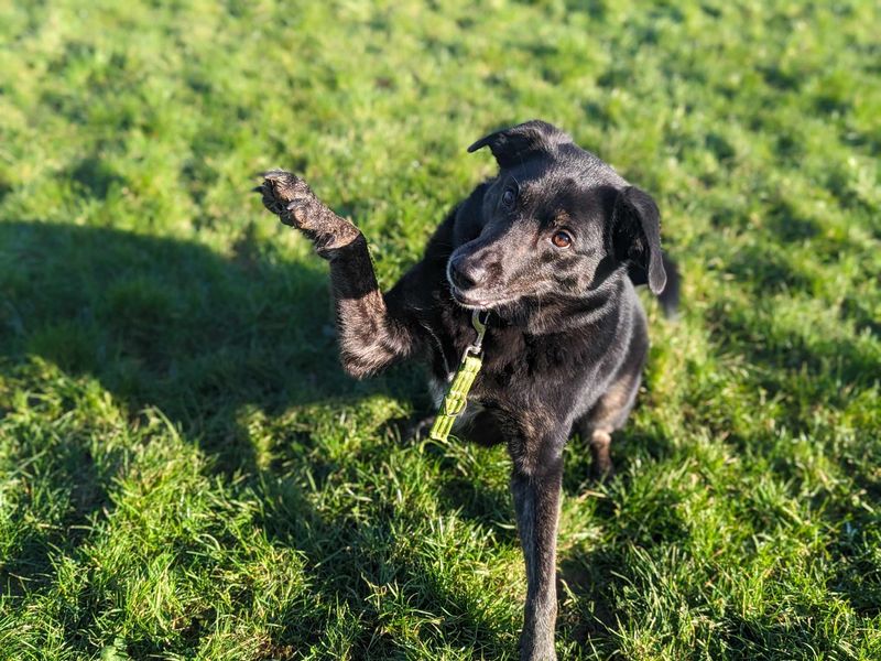 Opie for sale in Mid Glamorgan, Wales - Image 6