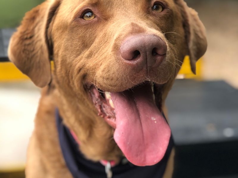 Chesapeake bay sales retriever adoption