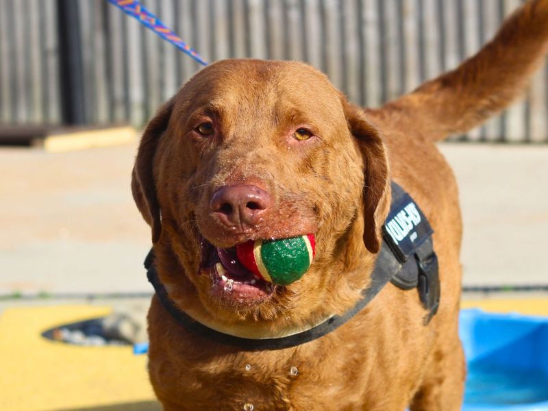 Bentley | Retriever (Chesapeake Bay) | Manchester - 1