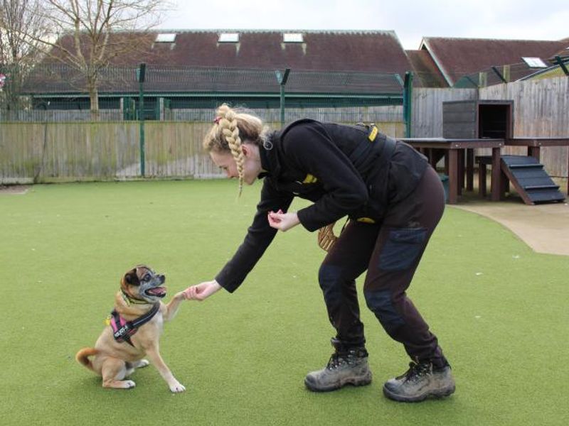 Blu | Pug | Shrewsbury (Shropshire) - 1