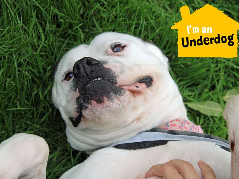 American Bulldogs for sale in Liverpool, Merseyside