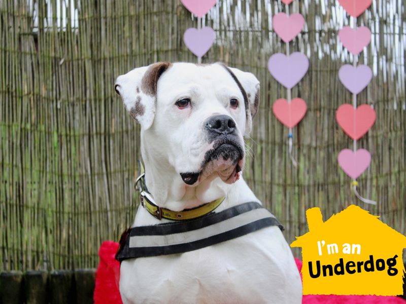 American bulldog adoption near clearance me