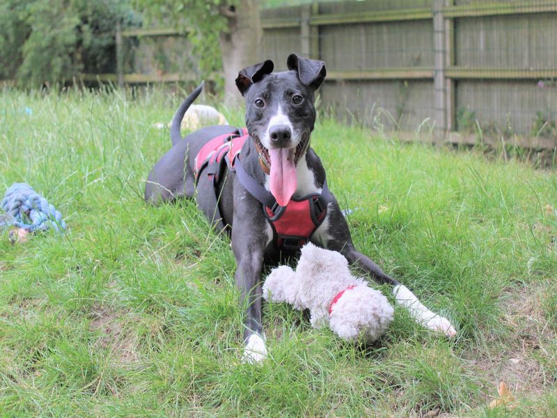 Adopt a Lurcher Cross Rescue Dog Dan Dogs Trust