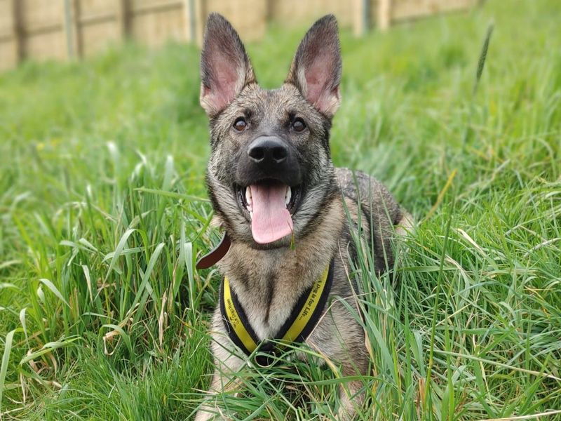 German Shepherd Puppies for sale