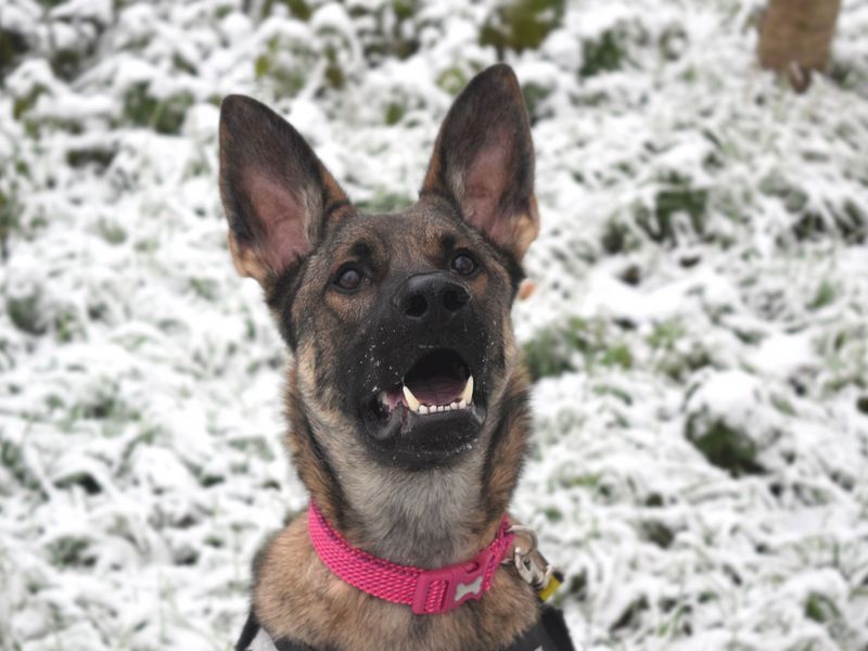 German Shepherd Puppies for sale in London