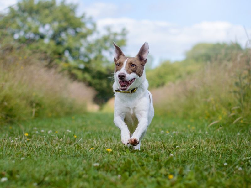 Jack Russell Puppies for sale in Warks