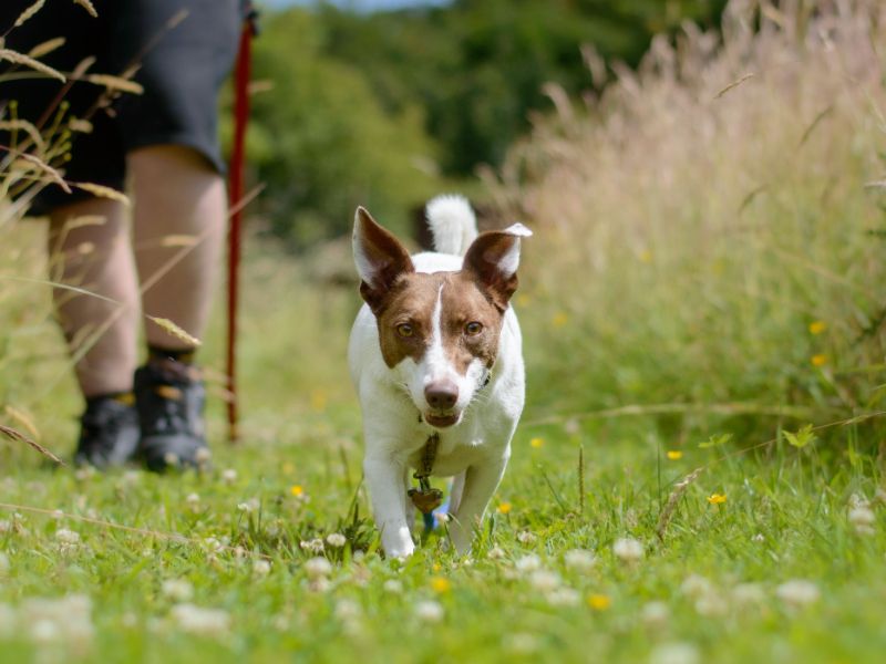 Jack Russells for sale in Kenilworth, Warks