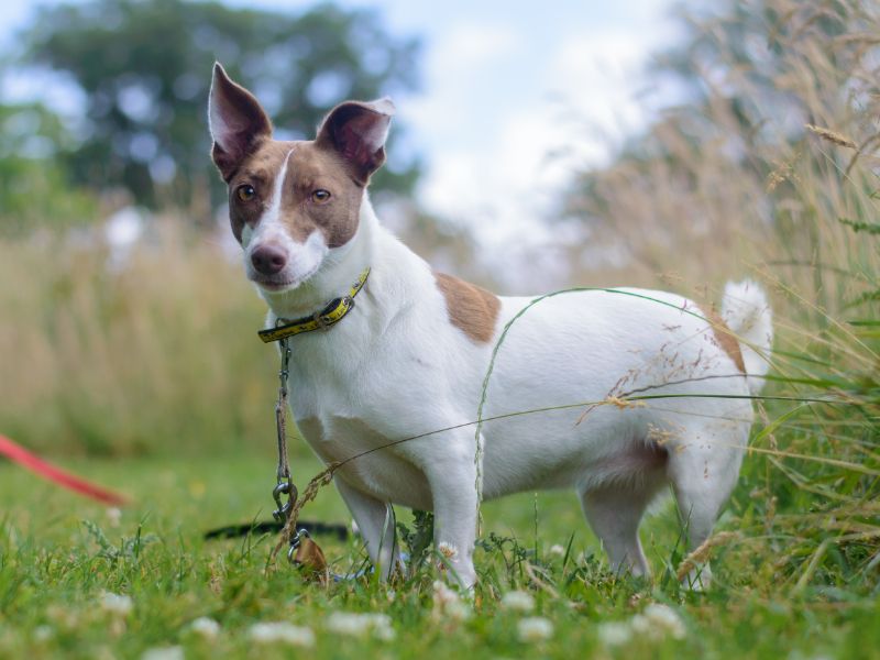 Jack Russell Puppies for sale