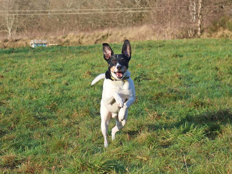 Jack Russell Puppies for sale in Scotland