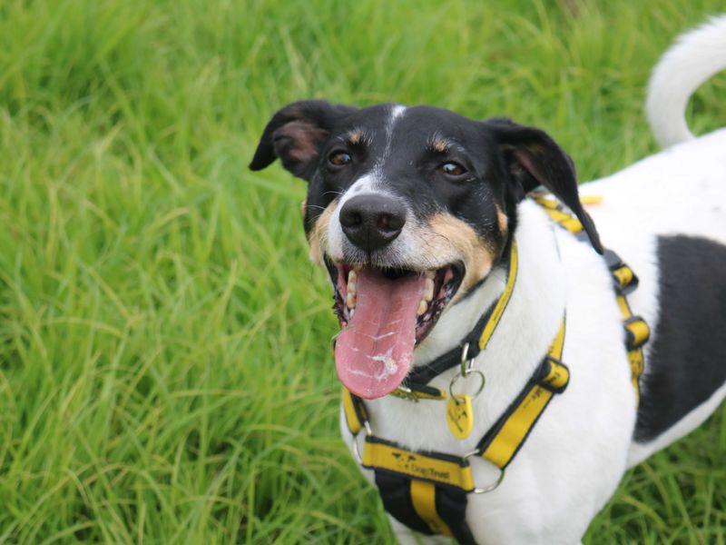 Jasper | Terrier (Jack Russell) | Glasgow - 1