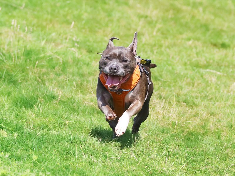 Staffordshire Bull Terriers for sale in Leeds, Yorkshire