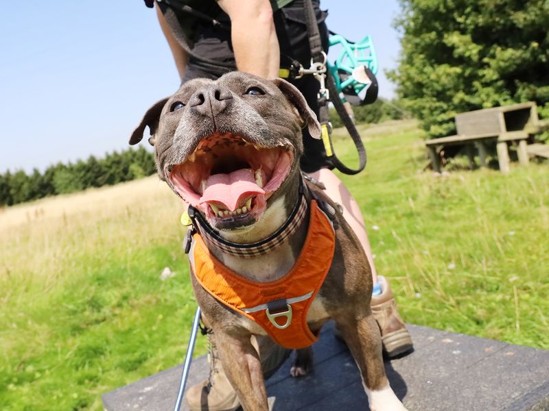 Staffie Puppies for sale