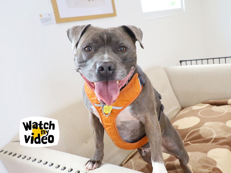 Jax | Terrier (Staffordshire Bull) | Leeds - 1