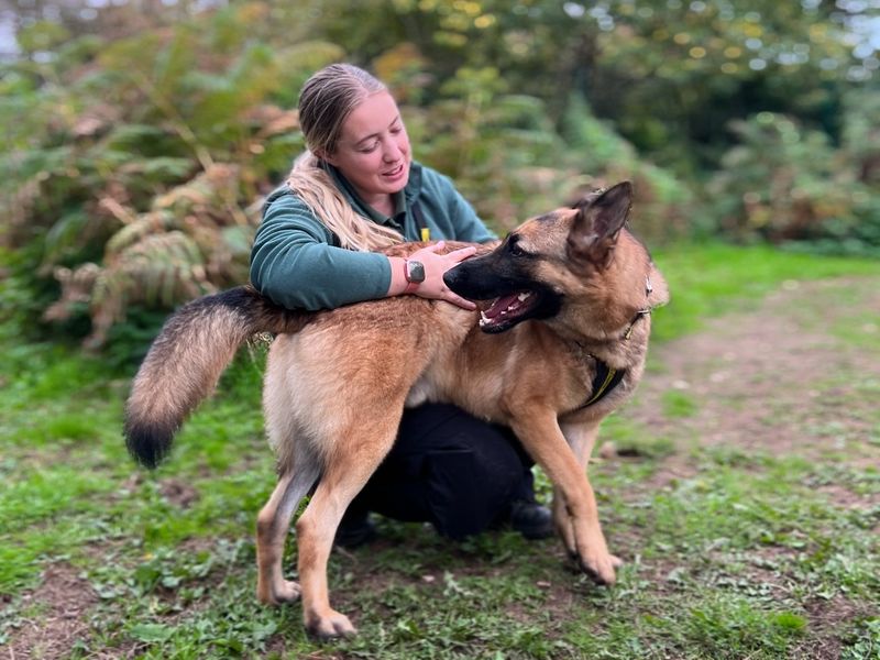 German Shepherds for sale in Snetterton, Norfolk