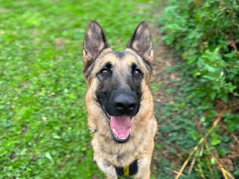 German Shepherd Puppies for sale