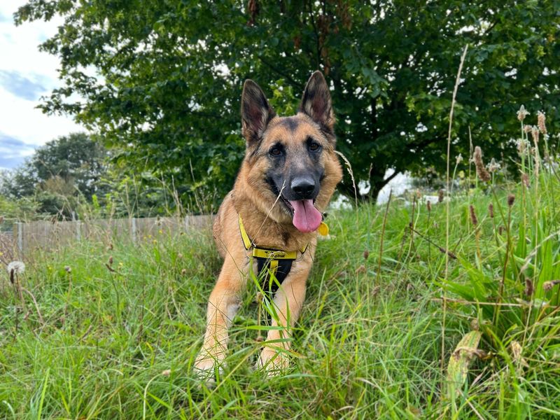 German Shepherd Puppies for sale in Norfolk