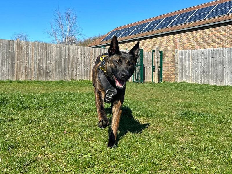 German shepherd dutch hot sale shepherd mix puppies