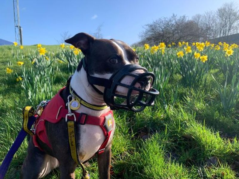 Molly for sale in West Calder, West Lothian