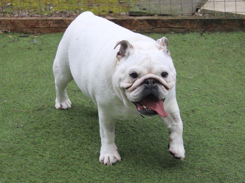 English Bulldogs for sale in Liverpool, Merseyside