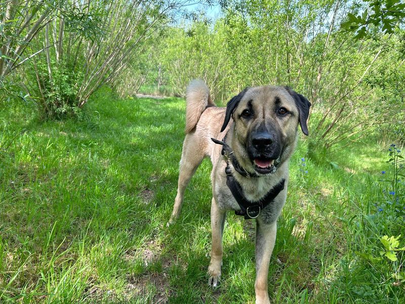 Hank | Anatolian Shepherd Dog | Basildon (Essex) - 1