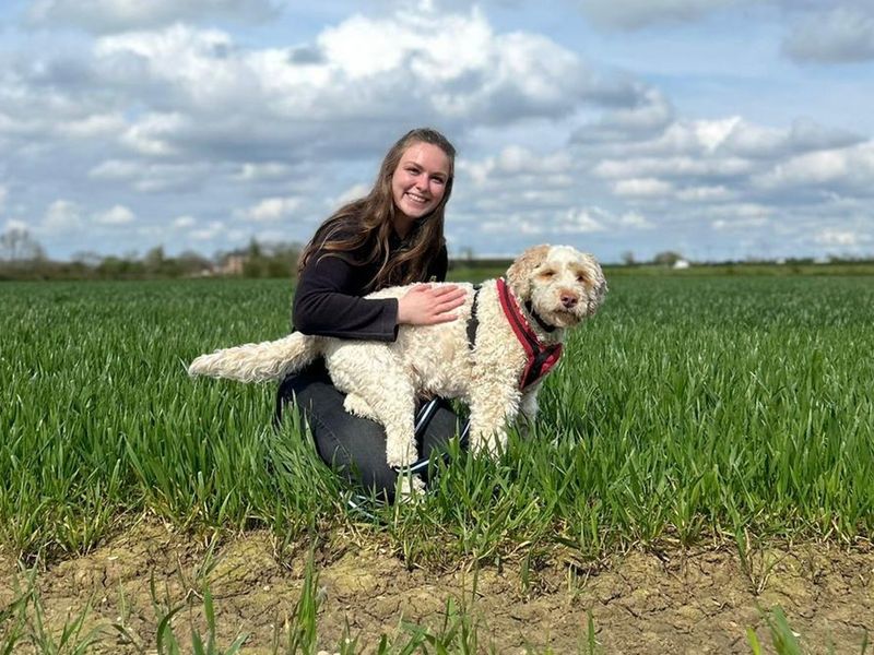 Baxter | Spaniel (Cocker) Cross | Loughborough - 1