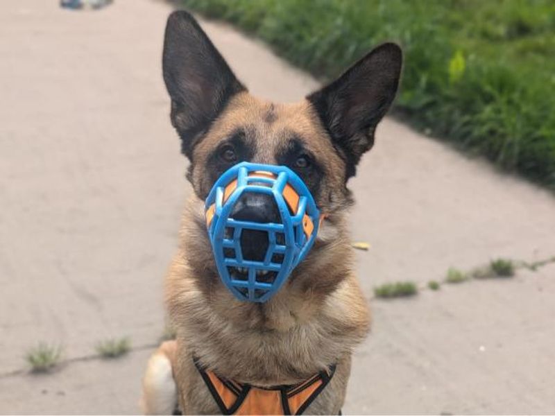 Bruno | German Shepherd Dog Cross | Shrewsbury (Shropshire) - 1