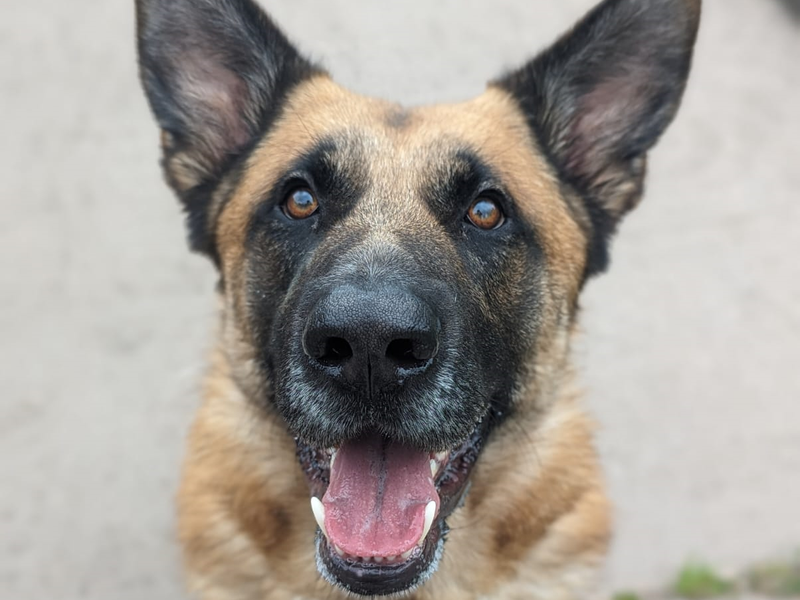 German Shepherd Puppies for sale in Shropshire