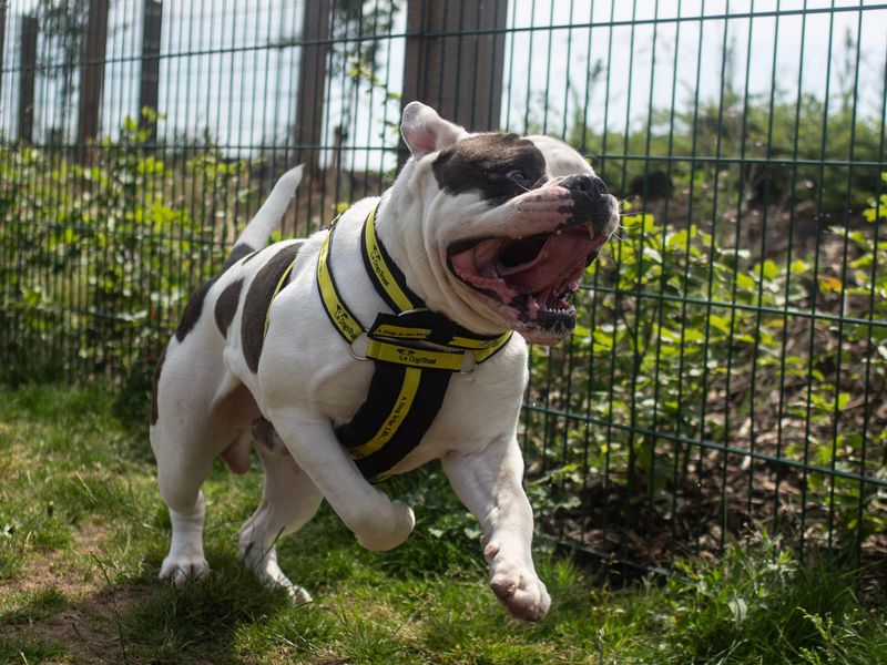 American Bulldog dogs and puppies for rehoming or adoption in Swansea