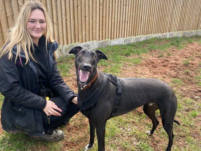 East midlands greyhound sales trust