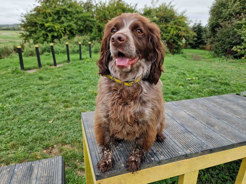 Cocker Spaniels for sale in Sadberge, Co Durham