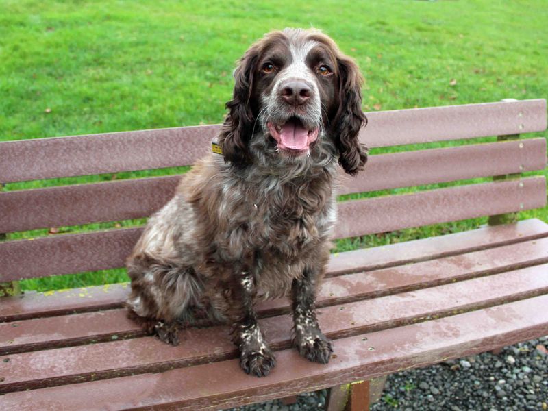 Cocker Spaniel Puppies for sale